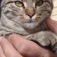 گربمون گمشده