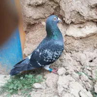 کبوتر پلاکی نر، مسابقات هم شرکت کرده