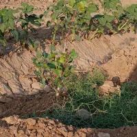 زمین کشاورزی پسته دو ساله