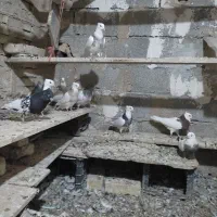 کبوترطوقی کله ای وسینه ای|پرنده|فامنین, |دیوار