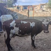 گاو جوان|حیوانات مزرعه|مهران (ایلام), |دیوار