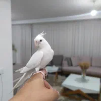 عروس هلندی مولد و تک|پرنده|تاکستان, |دیوار