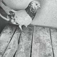 کبوتر اصفهانی