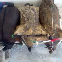 سه عدد مشک آب(کنه)