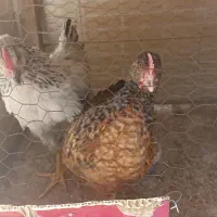 خروس 5 ماهه