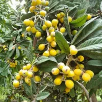 ازگیل ژاپنی گلدان