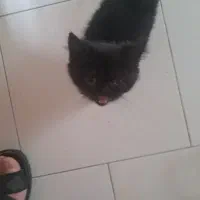 گربه پرشین اسکاتیش بریتیش