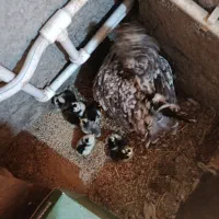 فروش دوعددمرغ گلین با جوجه گلین اصیل|حیوانات مزرعه|مشگین شهر, |دیوار