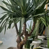 تعدادی گل و گیاه زیبا|گل و گیاه طبیعی|اصفهان, بهارستان|دیوار