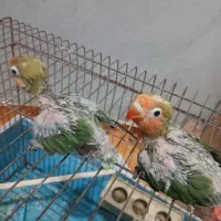 طوطی برزیلی سرلاکی|پرنده|بندر دیر, |دیوار