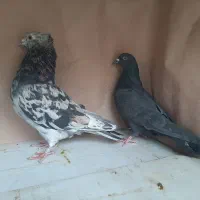 کبوتر انباری فقط یکجا