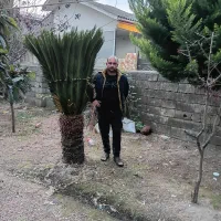 سیکاس۱۵ ساله