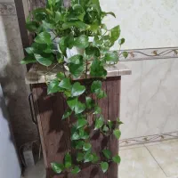 گل پتوس|گل و گیاه طبیعی|سنقر, |دیوار