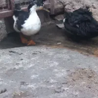 اردک نر ماده|حیوانات مزرعه|دره شهر, |دیوار