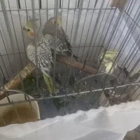 عروس هلندی|پرنده|کهریزک, |دیوار