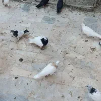 فروش کبوتر طوقی وسوسه کاکلی