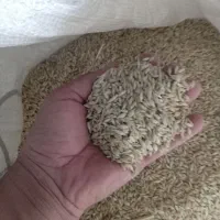 گندم و جو