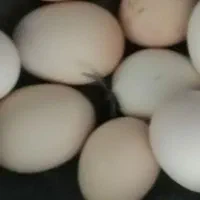 تخم نطفه دار برهما ومرغ گلین