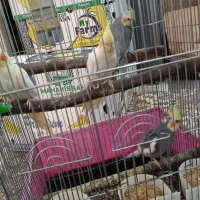 عروس هلندی 2جفت مولد