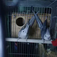 جفت عروس هلندی|پرنده|چاه مبارک, |دیوار