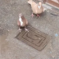 کبوتر زرد گلی رسمی