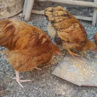 خروس ویاندوت بوف