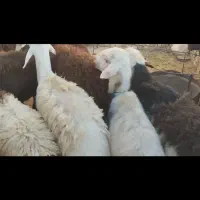 بره نر گوشتی نیم گوشت
