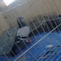 پلاکی ماده|پرنده|آبدانان, |دیوار