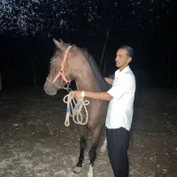 نریان کرد ۶ دنگ|اسب و تجهیزات اسبسواری|رشت, لاکان|دیوار