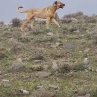 سرابی|سگ|زنجان, |دیوار