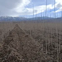 صنوبر|خدمات باغبانی و درختکاری|قصابه, |دیوار