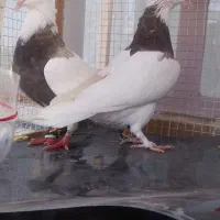 ۲جفت کفتر طوقی و سفیر پاک نر