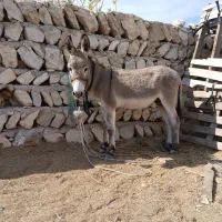 الاغ نر|حیوانات مزرعه|بندرعباس, |دیوار