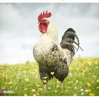 فروش خروس محلی