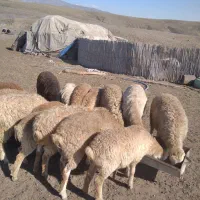 13بره|حیوانات مزرعه|اهر, |دیوار