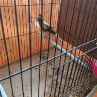 قناری ابلق کاکلی