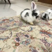 بچه خرگوش لوپ هلندی|موش و خرگوش|کرج, گوهردشت|دیوار