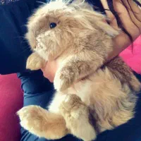 خرگوش لوپ هلندی