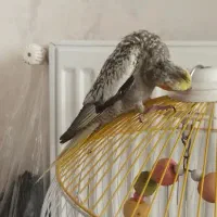 فروش یا معاوضه با قناری|پرنده|بروجرد, |دیوار