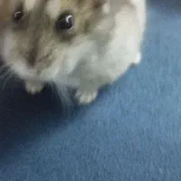 همستر کوپول فروش فوری