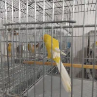 جوجه رسمی بلند شاخص