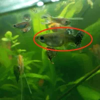 ماهی گوپی ۳ سانت