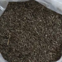 زیره اصل کوهی کرمان