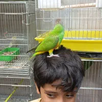 دنیای منقار کج ها ( دریاچه چیتگر )|پرنده|تهران, گلستان (شهرک راه آهن)|دیوار