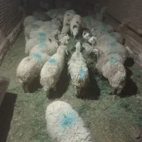 بره نروماده