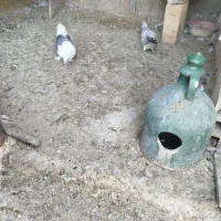 کفتر تهرانی