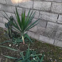 گل باباآدم تنه سبزویوگا