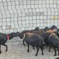 ۱۶راس میش و بره|حیوانات مزرعه|دزفول, |دیوار
