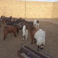 مایل به معاوضه نیستم|حیوانات مزرعه|رشتخوار, |دیوار