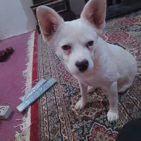 اشپیتز ماده